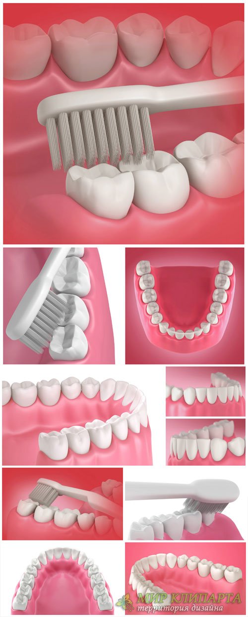 Teeth and toothbrush, dentistry - stock photos
