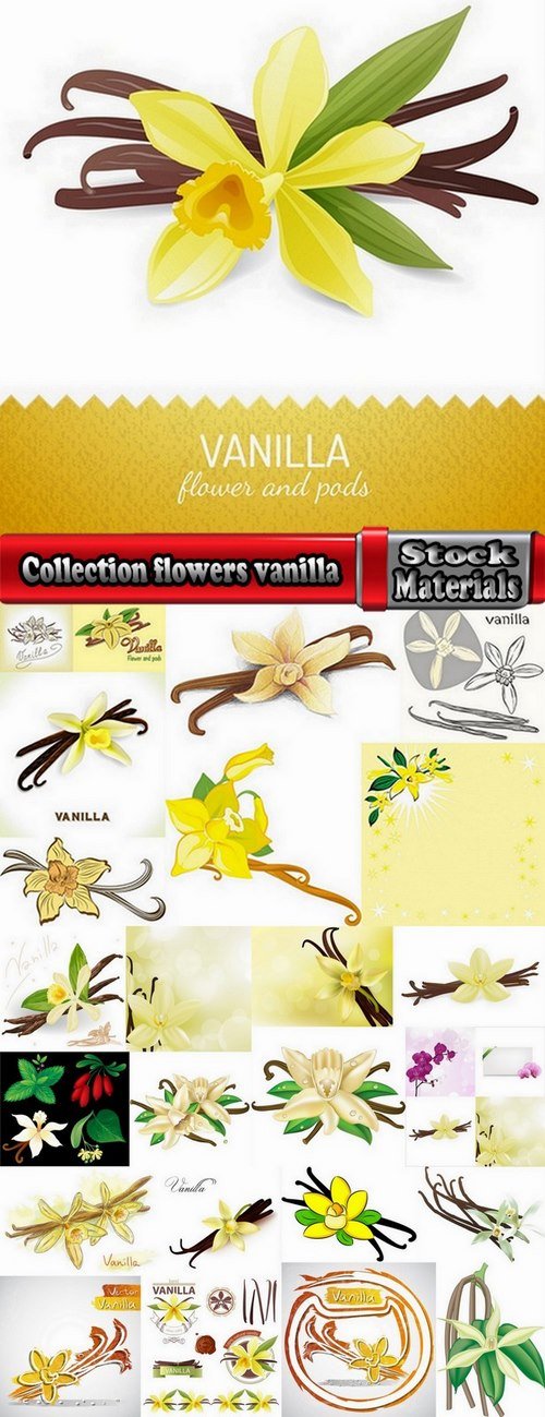 Collection flowers vanilla 25 Eps