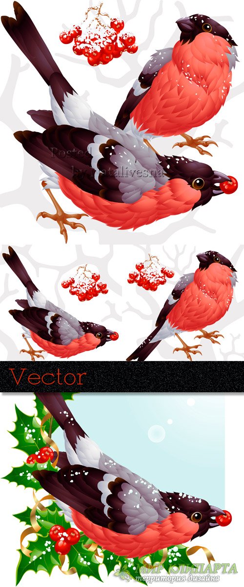 Зимнии птицы в Векторе  -  Снегири и грозди рябины 